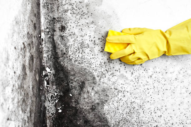Trusted Westmont, IL Mold Removal Experts
