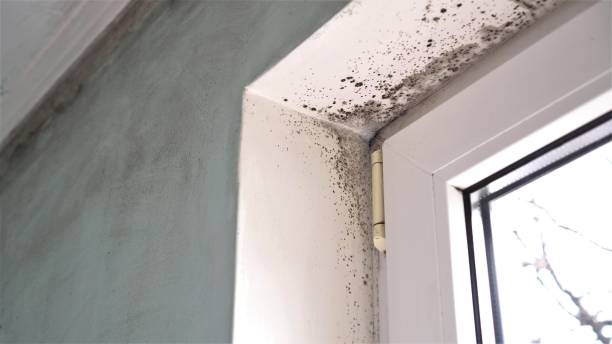 Best Toxic Mold Removal  in Westmont, IL