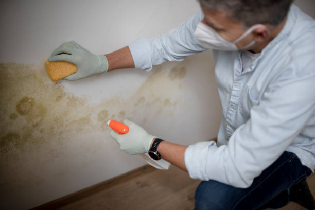 Best Affordable Mold Removal  in Westmont, IL